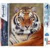 Image de Figured'Art Diamond Painting set Volwassenen 40x50 cm Oog tijger - 5D DIY Art full drill vierkante diamant - Opgerold canvas