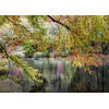 Image de Branches On the Edge of the River Puzzel 1000 stukjes