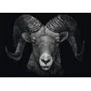 Image de Schmidt legpuzzel Dominantie Ram 1000 stukjes voor volwassenen.