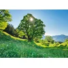 Image de Berg-Ahorn im Sonnenlicht, St. Gallen, Schweiz Physical