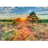 Image de Schmidt - Legpuzzel - Heide bij zonsondergang - 1000 stukjes - Volwassenen - vanaf 12 jaar