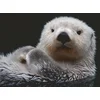Image de Erwachsenenpuzzle 500 Teile - Süßer kleiner Otter Physical