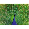 Image de Peacock