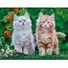 Image de Nathan legpuzzel Siberische Kittens 2000 stukjes puzzel volwassenen.