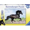 Image de Zwarte hengst