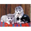 Image de Ravensburger XXL Husky Puppy Puzzel - 200 Stukken