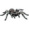 Image de Bullyland 68457   Speelfiguur Witte Knie Tarantula   ca. 8,5cm   levensecht en detailrijk vormgegeven   ideaal als educatief speelfiguur, decoratie of klein cadeautje voor kinderen vanaf 3 jaar