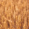 Image de 20 kg Tarwe Kippenvoer, Enkelvoudig Voer voor Kippen en Pluimvee, Voedertarwe, Tarwekorrels, Graan, Pluimveevoer, Zak Tarwekorrels, Wilde Vogels, Petigi