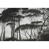 Image de Fotobehang Treetops1 DD117875 A.S. Création Atelier 47 | Fotobehang online webshop