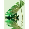 Image de Fotobehang MonsteraLeafWater2 DD119793 A.S. Création ARTist Groen Vlies 270 x 400 cm (4 delen) Fotobehang online webshop