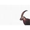 Image de Fotobehang CapricornSnow DD119813 A.S. Création ARTist Bruin Wit Vlies 270 x 400 cm (4 delen) Fotobehang online webshop