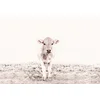 Image de Fotobehang HighlandCattle3 DD119833 A.S. Création ARTist Grijs Wit Vlies 270 x 400 cm (4 delen) Fotobehang