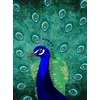 Image de Fotobehang Peacock DD120045 A.S. Création ARTist Blauw Groen Vlies 270 x 200 cm (2 delen) Goedkoop fotobehang