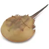 Image de COLLECTA Figurine - Degenkrab - (Xl) - Prehistorie - Handgeschilderd - Miniatuur