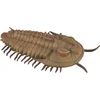 Image de COLLECTA Figurine - Redlichia Rex Trilobite - (L) - Prehistorie - Handgeschilderd - Miniatuur