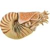 Image de COLLECTA Figurine - Nautilus Pompilius - (Xl) - Prehistorie - Handgeschilderd - Miniatuur