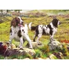 Image de Otter House 1000 Piece Rectangular Jigsaw Puzzle  Spaniels On The Moor Physical