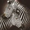 Image de Crystal Art - Diamond painting - Zebra Hugs - 30×30 cm - Partial