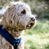 Image de Kentucky Dogwear - Hondenharnas - Maat XS - Marine - Velvet - Hondentuig - 22-36 cm