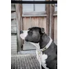 Image de Kentucky Dogwear - Velvet Hondenhalsband - Lichtroze - Maat XS - 25-38cm - Hondenriem