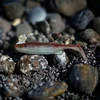Image de Savage Gear Fat Minnow T-Tail 7.5cm - Zonder haak, voor snoekbaars, baars
