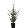 Image de Sirius Milas Cedar 130cm Kerstboom met 150 led lampjes