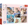 Image de Trefl legpuzzel kattenwereld 100 stukjes karton kleurrijk.