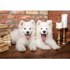 Image de Castorland puzzel Samoyed Puppies Say Hello - 1000 stukjes legpuzzel.