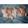 Image de Castorland puzzel katten - 1000 stukjes legpuzzel dieren.