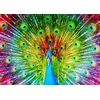 Image de Enjoy Puzzle legpuzzel Colorful Peacock - 1000 stukjes puzzel.