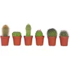 Image de Plant in a Box - Mix van Mini Cactussen - Mix van 6 stuks - Echte Cactusplanten - Pot 5,5cm - Hoogte 5-10cm