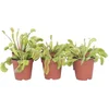 Image de Plant in a Box - Dionaea Muscipula - Vleesetende plant - Set van 6 - Venus Vliegenvanger - Kamerplant - Pot 5,5cm - Hoogte 5-10cm