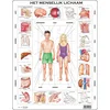 Image de Larsen Het menselijk lichaam   Puzzel   Educatief   Anatomie   Educatieve legpuzzel voor kinderen   35 stukjes   Gemaakt in Noorwegen   Extra dikke 2,5 mm stukjes   Tray met vaste rand