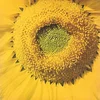 Image de Girassol