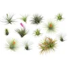 Image de Plant in a Box - Tillandsia - Mix van 12 - Luchtplantjes - Kamerplanten - Decoratief - Hoogte 5-15cm