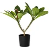 Image de Plant in a Box - Plumeria Frangipani Paars - Hawaii - Tropische kamerplant - Sterk geurende bloemen - Pot 17cm - Hoogte 55-70cm