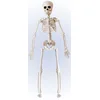 Image de Skelet decoratief figuur 40cm
