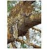 Image de Dino legpuzzel Leopard 1000 stukjes kleurrijk speelgoed puzzel.