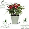 Image de Elho Green Basics Orchidee 15 - Bloempot voor Binnenbuitenkweken En Oogsten - Ø 15.0 x H 13.9 cm - Living black