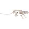 Image de Boland - Decoratie Skelet rat - Horror - Horror