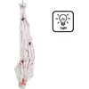 Image de Boland - Decoratie Spinnencocon - Horror - Horror