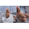 Image de Best for Boots Deurmat kippen