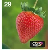 Image de Epson Multipack 4-Kleuren 29 EasyMail
