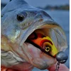 Image de Spro Wob Shad 2.0 Re-Injected 15cm Blue Pearl