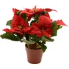 Image de Poinsettia zijde pot d16h27 cm kerstrood