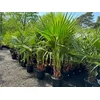 Image de Sunny Tree - Palmboom - Washingtonia Robusta Multistam - Mexicaanse Waaijerpalm - 140 cm - Buitenplant