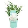 Image de Bloomique - Eucalyptus Gunnii Azura - Eucalyptus Plant - Tuinplanten - Winterhard - 30-50 cm Hoog - Pot 15 cm