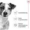 Image de Royal Canin Mini Adult Wet - 12 x 195 g