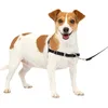 Image de PetSafe Harnais Easy Walk avec boucle Anti-Traction et laisse de 1,8 m, promenade confortable pour vous et lui - 4 points de Réglage   Résistant, facile à mettre et enlever   Noir, taille S