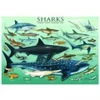 Image de Eurographics Requins 6000-0079